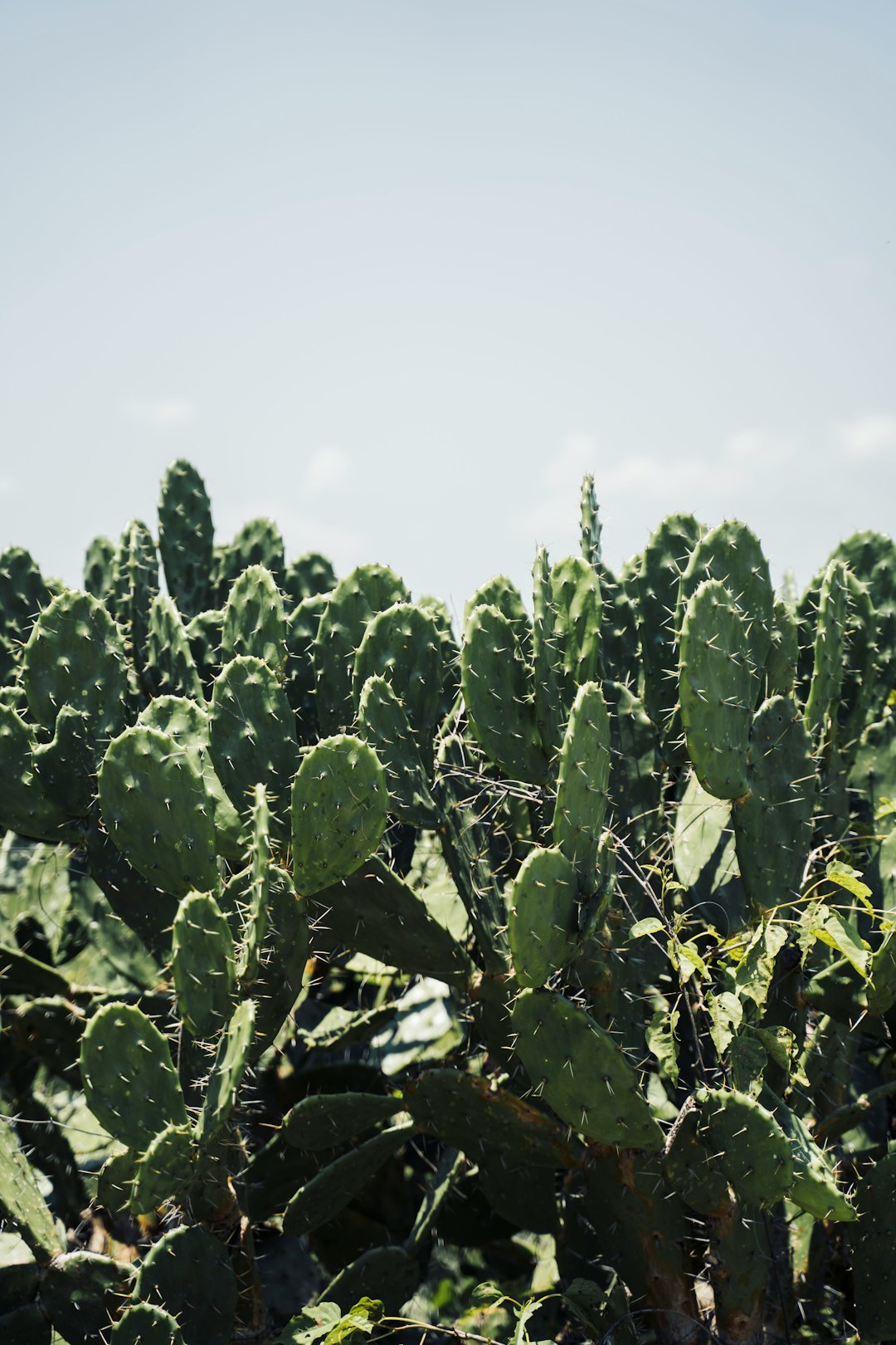 mexico