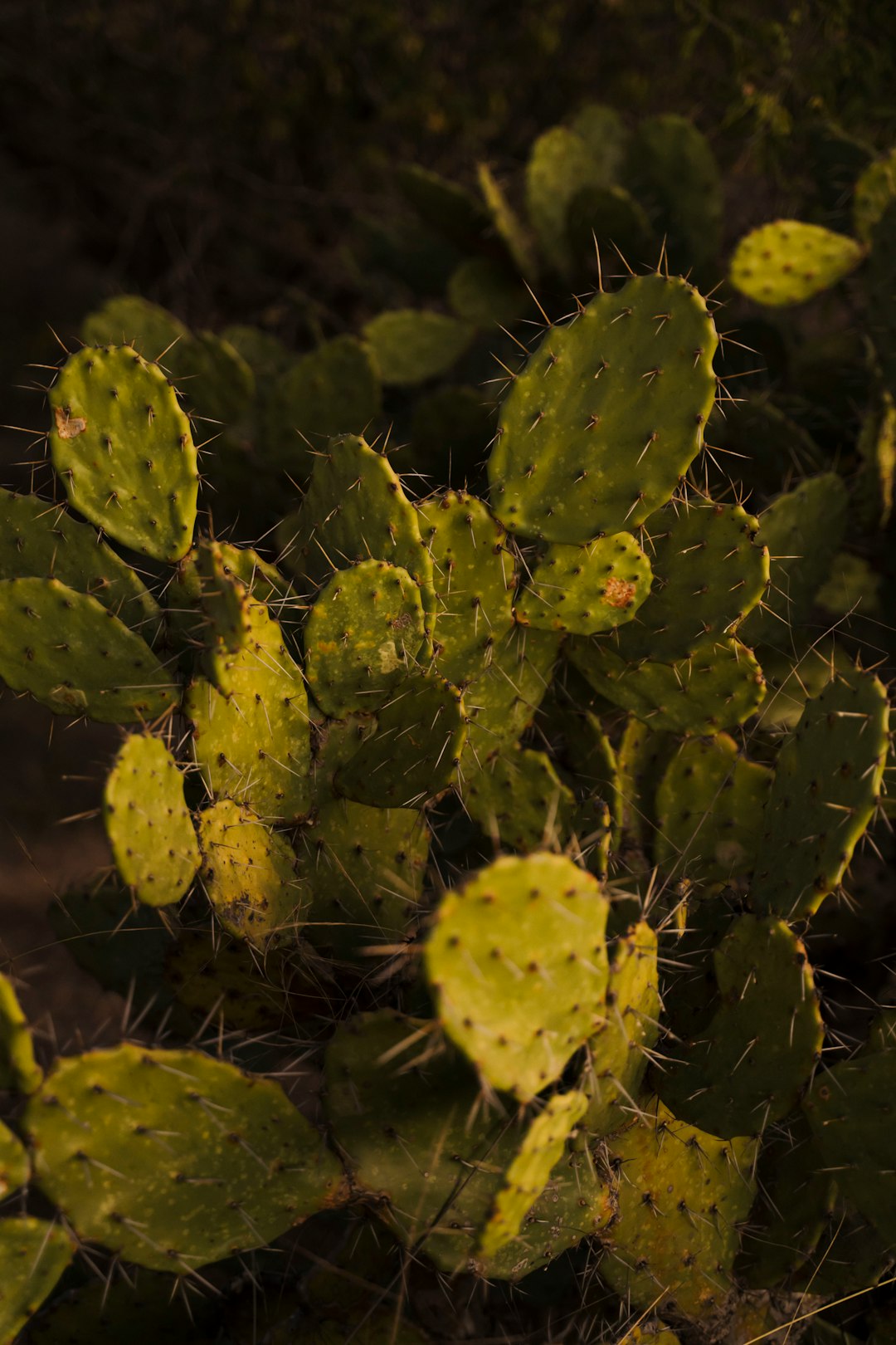 mexico