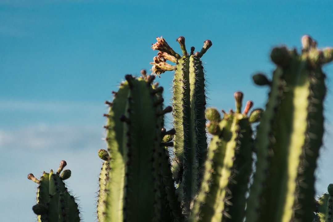 mexico