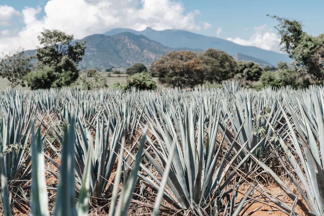 mexico