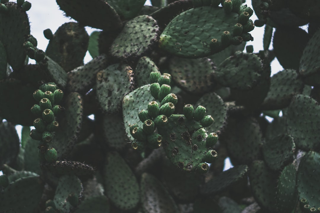mexico