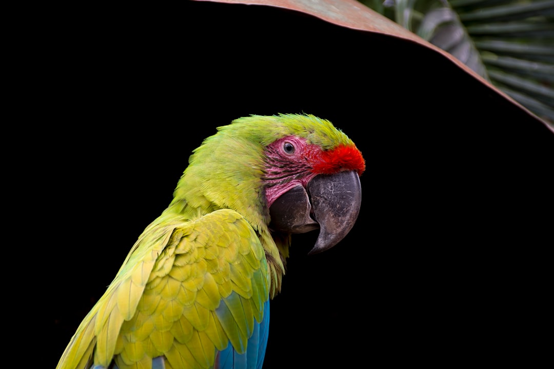 nicaragua
